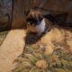 Imperial shih Tzu