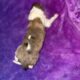 AKC Rough collies ready for homes April 10th 2025