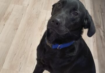 Black lab