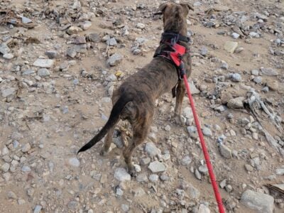2 pitbull girls