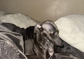 Italian Greyhound