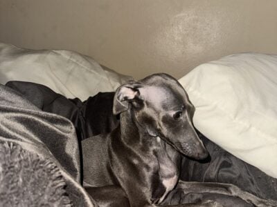 Italian Greyhound
