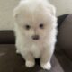 Male Pomeranian (white)