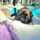 Absolute heavenly Shih Tzu’s