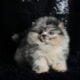 Squirt AKC Pomeranian