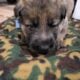 AKC German Shepherd Pups
