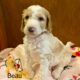 CKC Standard Poodle- Beau ( Gold Collar)