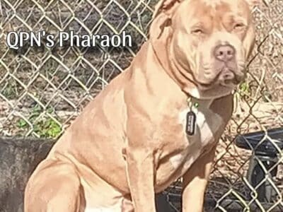 American Bully/ American Pit-bull Terrier Puppies