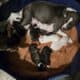 American Bully Catahoula Leopard/Boxer Puppies