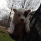 Blue Heeler Puppies