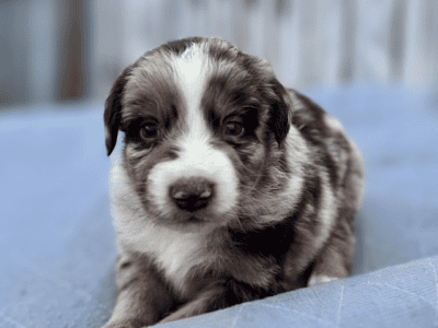 Red Merle male