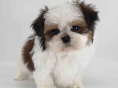 Imperial Shih-Tzu puppy