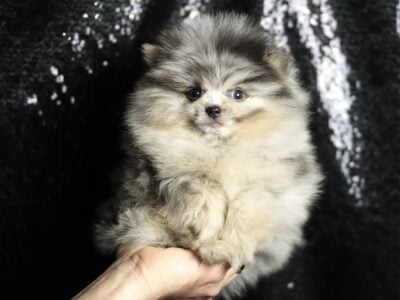 Squirt AKC Pomeranian