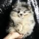 Squirt AKC Pomeranian