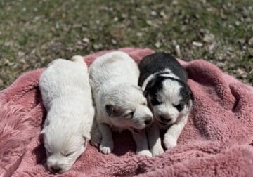 Samusky Litter in MN (Samoyed x Husky)