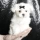 Poppy AKC Maltese