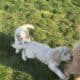 Goldendoodle Puppies Ready for new homes now