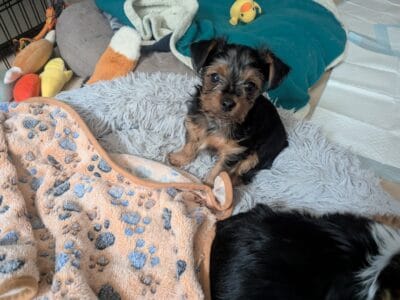 Yorkshire Terrier