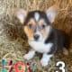 Corgi Puppies