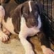 Akc Great Dane pups