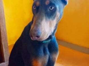 -Champion Line Doberman Pups-
