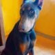 -Champion Line Doberman Pups-