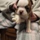Boston puppy!