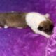 AKC Rough collies ready for homes April 10th 2025