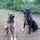 Great Dane Pups