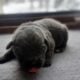 Cane Corso Puppies ICCF Registered