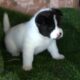 American Akita puppies