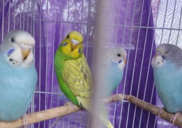 *REDUCTION SALE* BUDGIES (PARAKEETS)