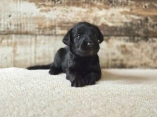 F1 Standard Labradoodles