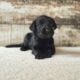 F1 Standard Labradoodles