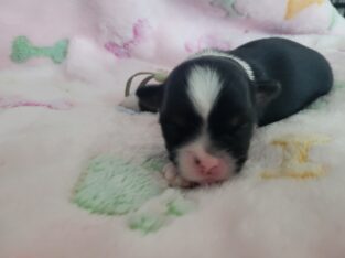Puppy 3 Chorkie Yorkie & Chihuahua Designer Breed