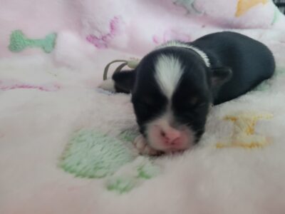 Puppy 3 Chorkie Yorkie & Chihuahua Designer Breed