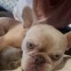 Fluffy platinum cream blue merle French bulldog pu
