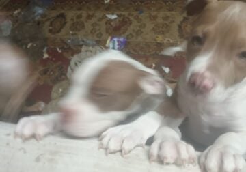 Dogo Argentino/ pitbull puppies 6th generation