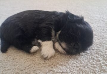 Shih tzu puppies