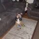 Well behaved trained two year old