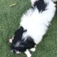 Zorro, male, Malshi/Peke