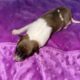 AKC Rough collies ready for homes April 10th 2025