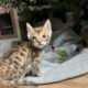 Bengal kittens