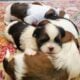 Adorable Shih Tzu Puppies