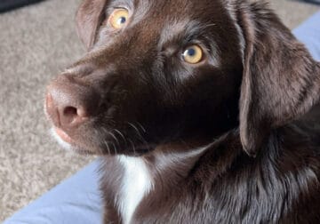 Chocolate Aussiedor