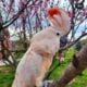 Moluccan Cockatoo Parrot Baby Noel