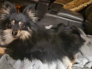 Pomeranian