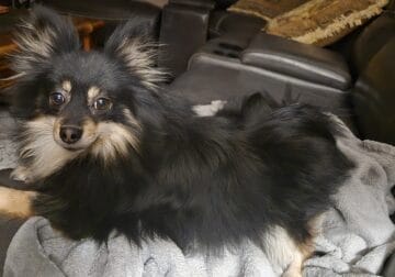 Pomeranian