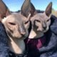 Hairless Peterbald Sphynx