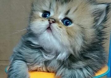 Golden Persian Kittens